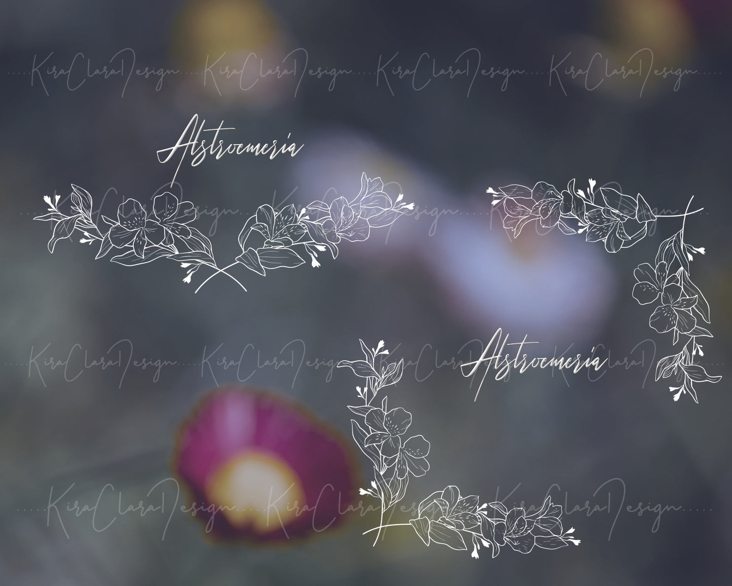 Alstroemeria Flower ( Peruvian Lily) Border Frame & Bottom Frame Clipart / Black & White