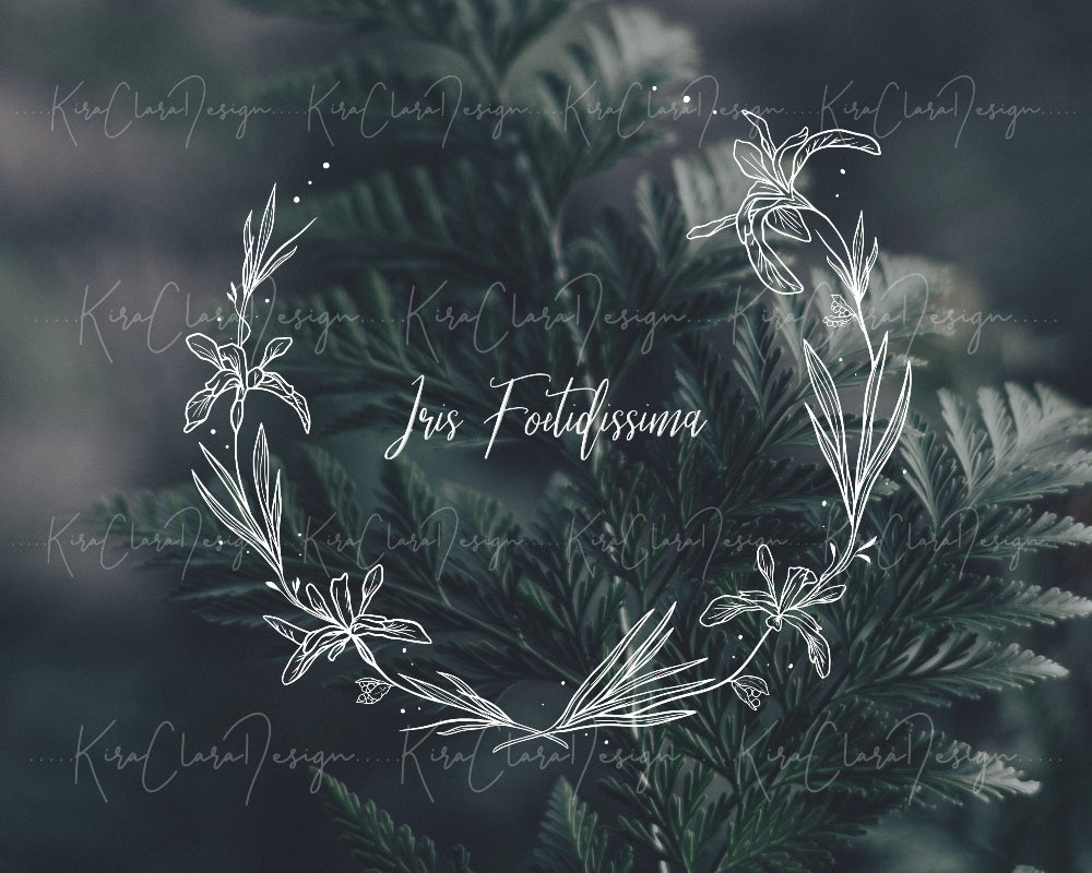 Hand-drawn Iris Foetidissima (Coral Iris) floral wreath vector and clipart illustration in black and white for digital download.