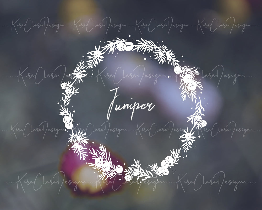 Hand-drawn Juniper (Juniperus) floral wreath vector and clipart illustration in black and white for digital download.