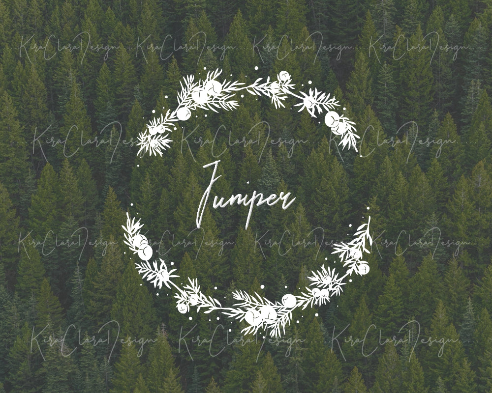 Hand-drawn Juniper (Juniperus) floral wreath vector and clipart illustration in black and white for digital download.