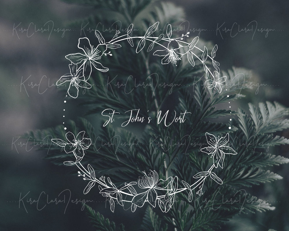 Hand-drawn St. John's Wort floral wreath vector and clipart illustration in black and white for digital download.