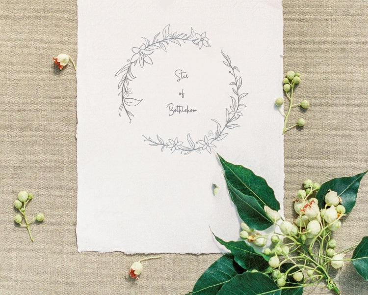 Star of Bethlehem Flower (Ornithogalum) Botanical Wreath Clipart