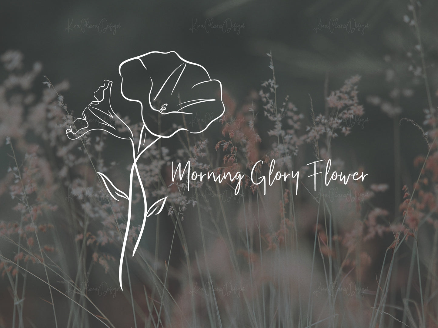 September Birth Flower Morning Glory Outline Clipart